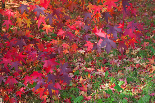 Autumn Colours Kent | Emmetts National Trust Kent.. | Adam Swaine | Flickr