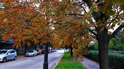park tree leaves autumn fall street city brown