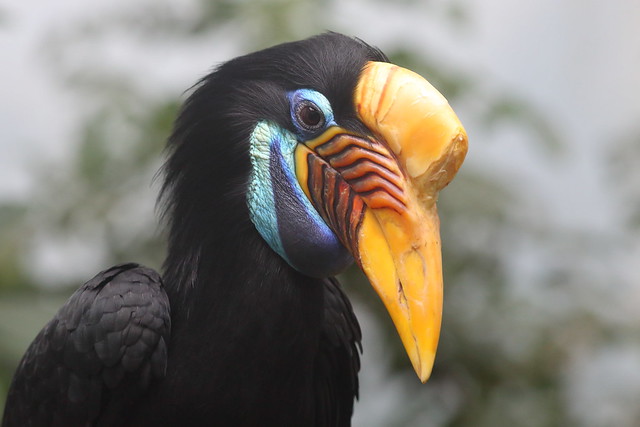 Sulawesi Knobbed Hornbill