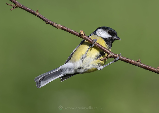 Great Tit Hanging W 23rd September