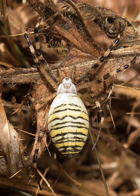 Arachtober 12 - Female Argiope bruennichi (Wasp spider) - explored
