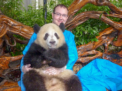 Photo 11 of 25 in the Day 7 - Chengdu Panda Sanctuary gallery