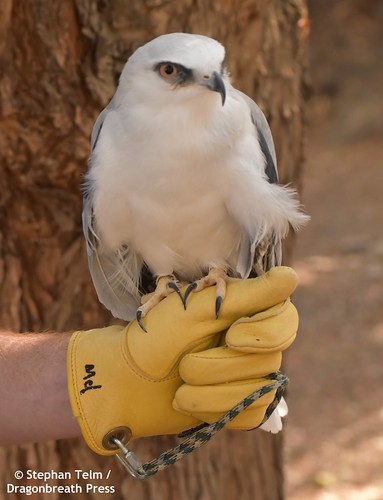 DSC_2097_Eliza, the younger white-tailed kite