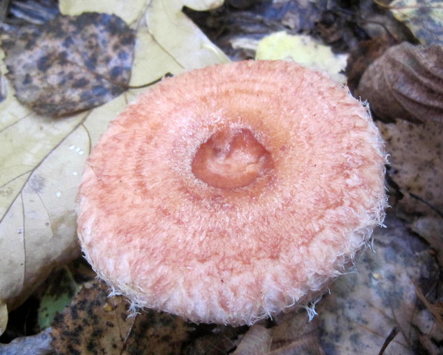 Вовнянка рожева (Lactarius torminosus)
