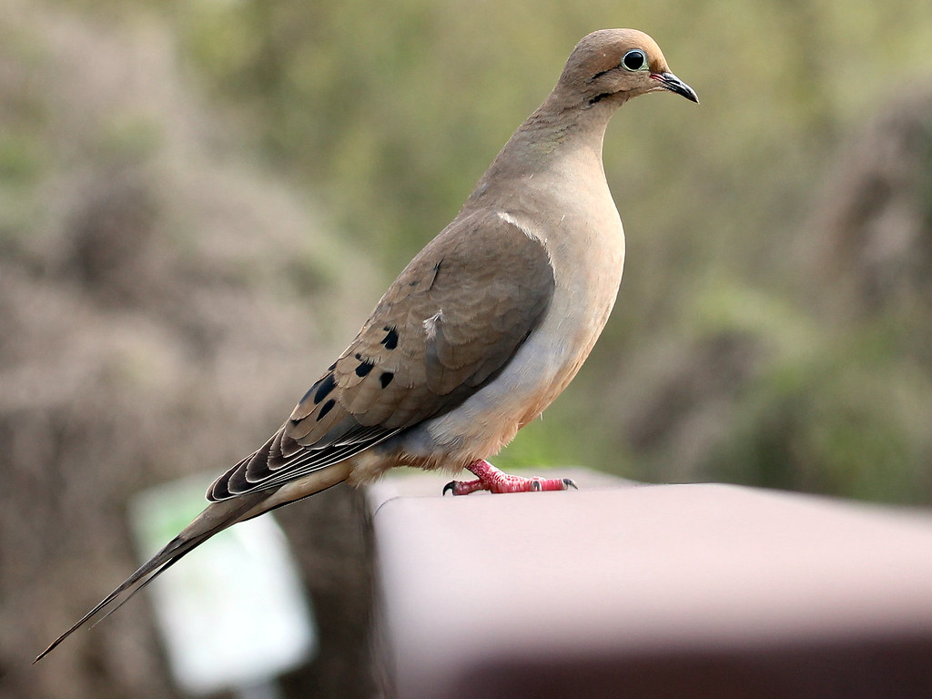 mourning dove1