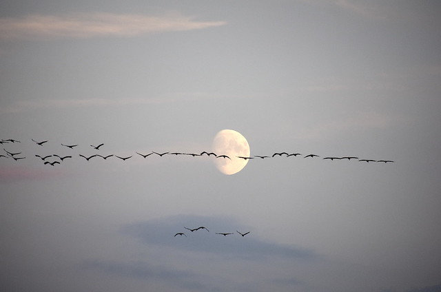 Zugvögel - Migrant bird and Moon