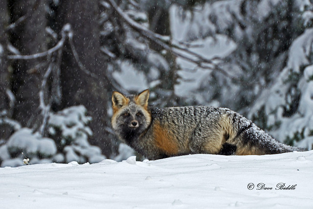 Winter fox in Mt Rainier National Park!