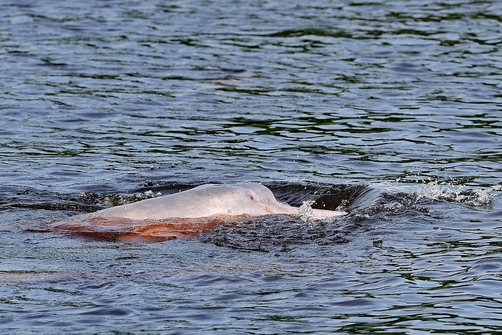 Амазонский дельфин, Inia geoffrensis, Amazon river dolphin