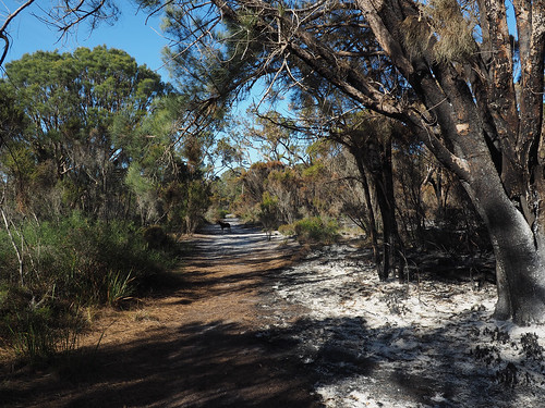 Burnt and Unburnt Bushland 2018 – Red Moon Sanctuary, Redmond, Western Australia