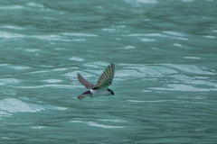Swallow in flight over Lake Louise Canada-01 6-12-18