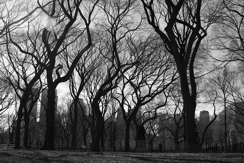 Central Park Trees | Matt Pelletier | Flickr