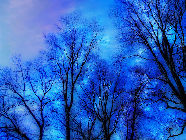 Zima Blue Trees