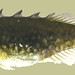 Flickr photo 'brook stickleback (Culaea inconstans)' by: Petroglyph.