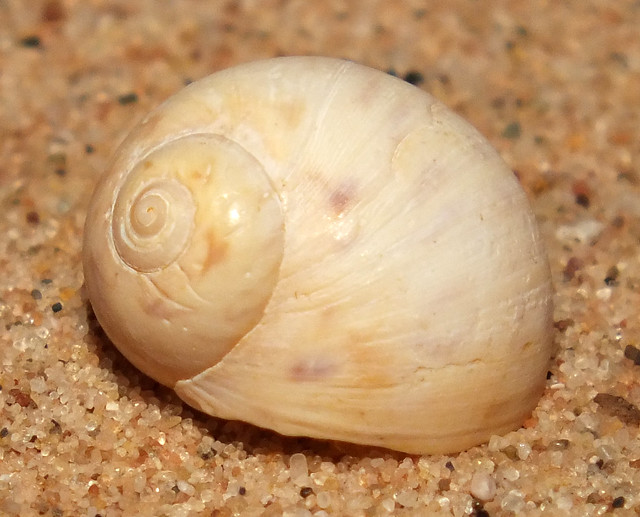 Alder's necklace moon snail (Euspira nitida)