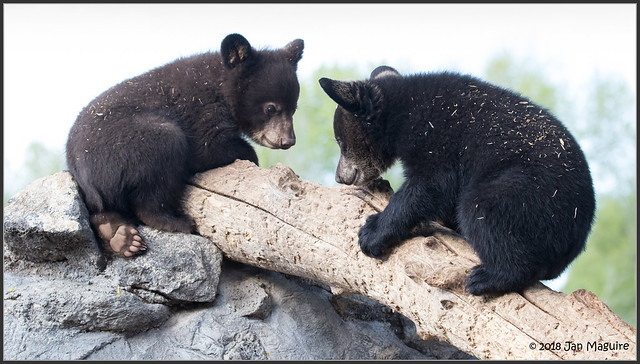 Bear Cubs 1903