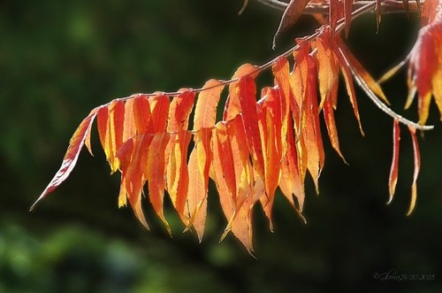 Autumn Glow | by Gloria Sanvicente