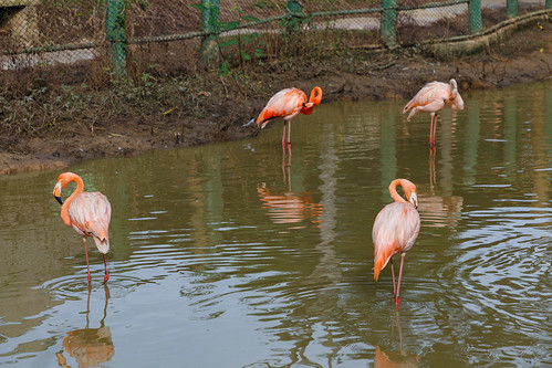 antioquia colombia co haciendanápoles zoo animals flamingo