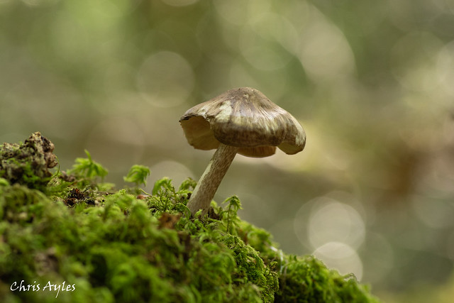 Mushroom in bokeh
