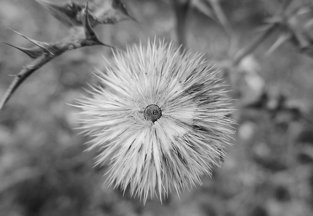 Many seeds left in this seed pod - Echinops spinosissimus - Asteraceae B&W