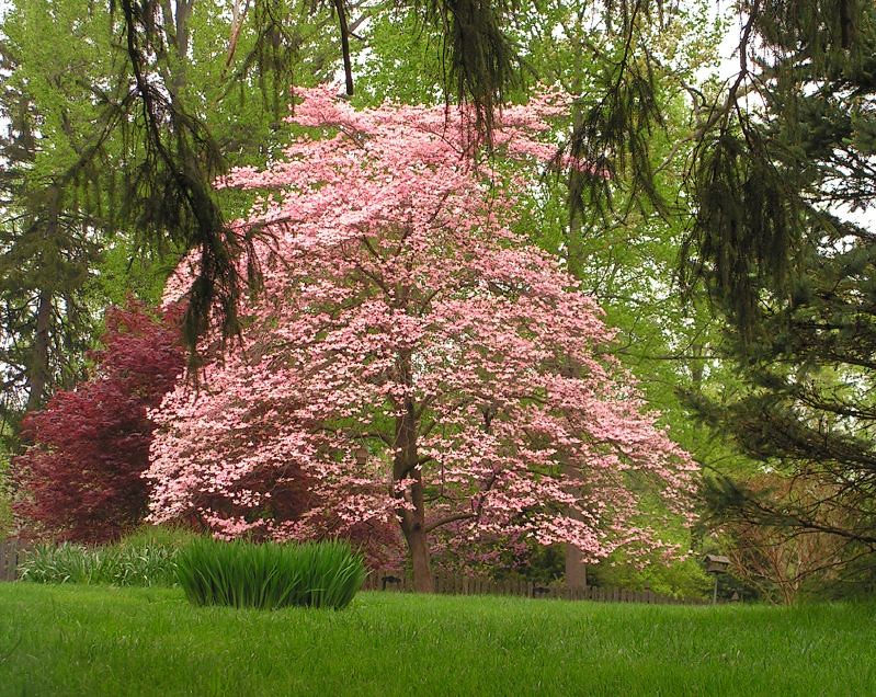 Trees 2 | Flickr