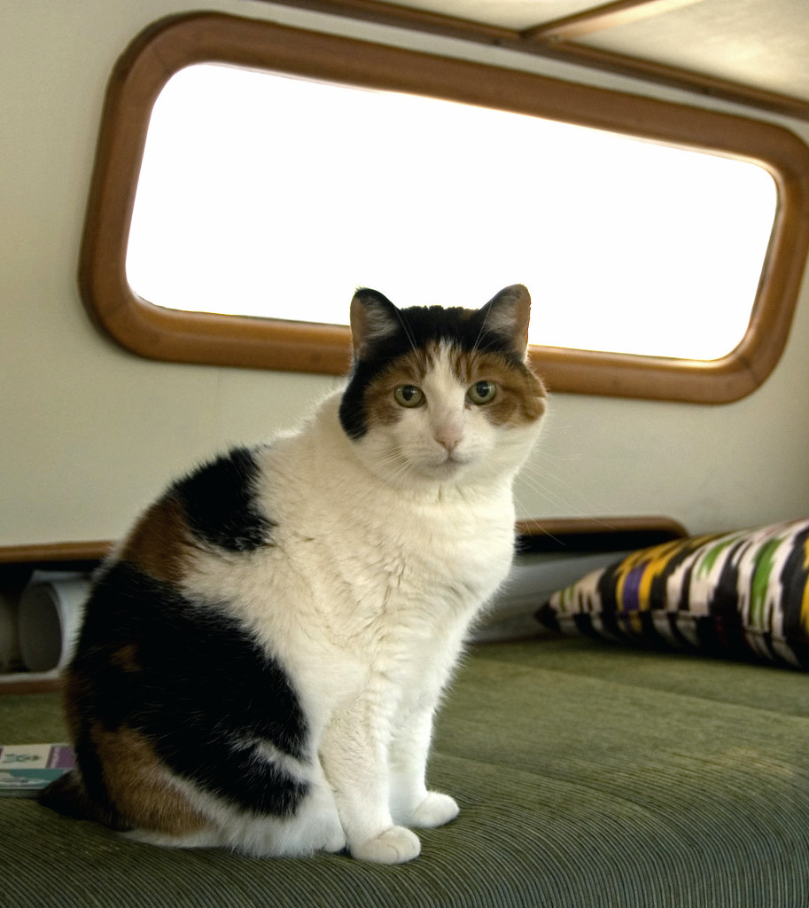 Lucy the Cat