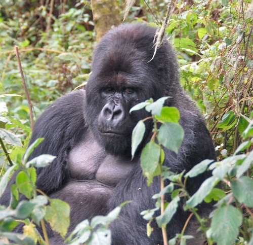 Susa group, mountain gorillas | Dave Proffer | Flickr