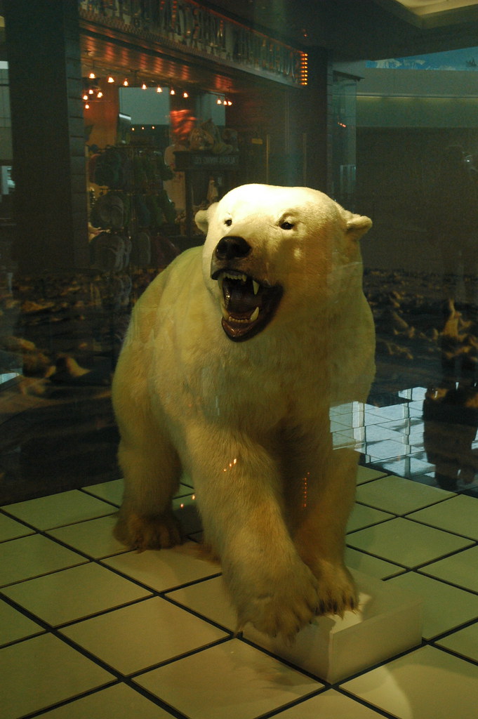 requisite stuffed Polar bear in fighting stance, Anchorage