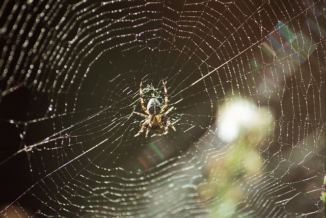 Kreuzspinne  - Spiderweb