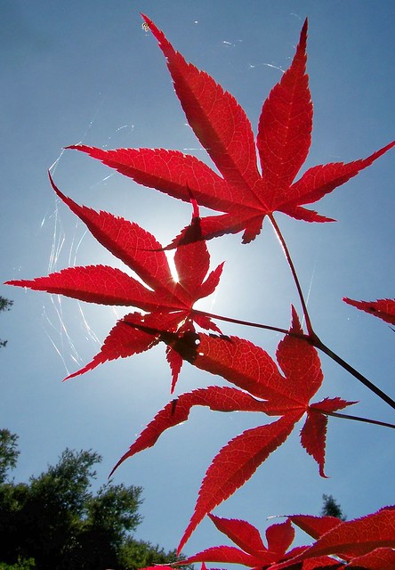 Japanese Maple against the sun