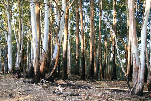 trees mountains australia victoria matlock bushfire pc3723 auspctagged greatdividingrange