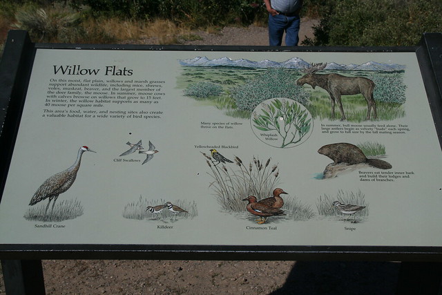 Wildlife of Willow Flats