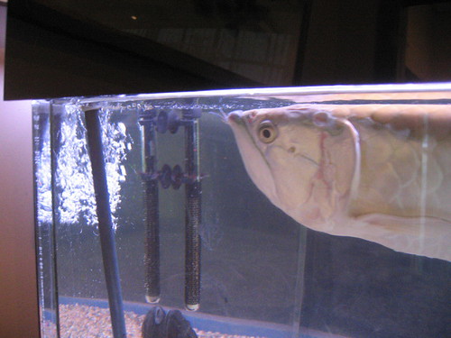 Carp