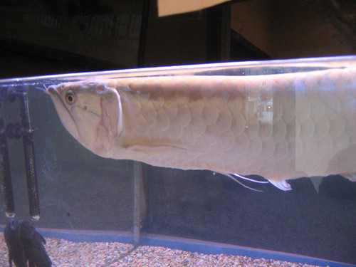 Carp