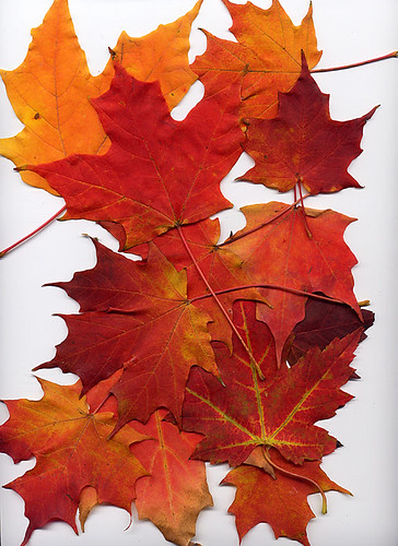 maples | by mfophotos