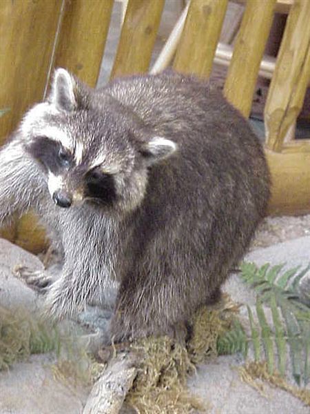 Raccoon - a photo on Flickriver