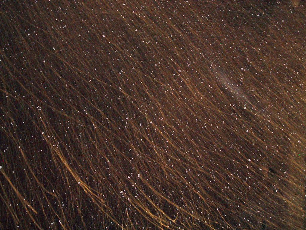 Flash Snow! | No... This is not dandruff on hair. Long expos… | Flickr