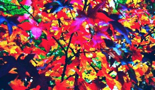 Leaves 1 | by jeffgraves