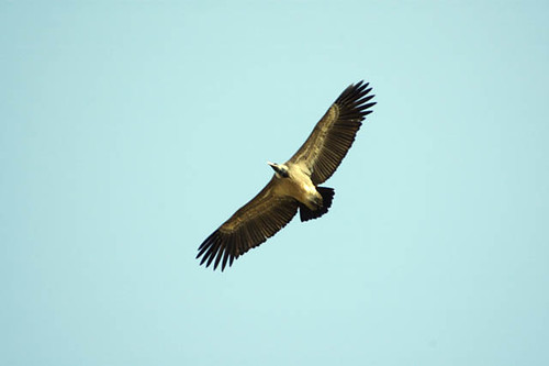 Long Billed Vulture | A long billed vulture flies over the r… | Flickr