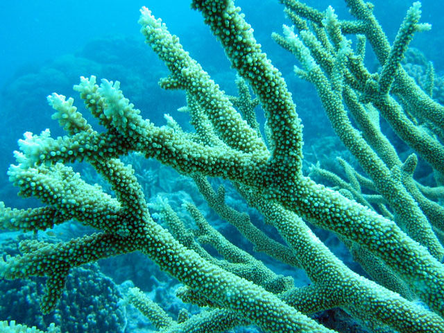 Staghorn Coral, Great Barrier Reef, Australia