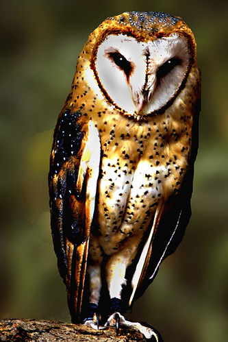 barn owl ala more naturally | by Dog Daddy