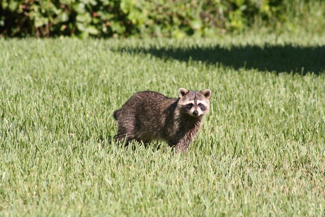 Common raccoon (Procyon lotor)