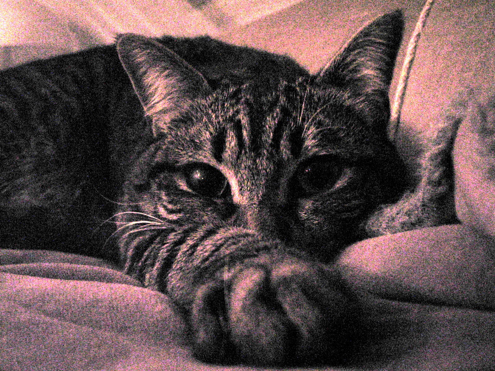 cats | Flickr