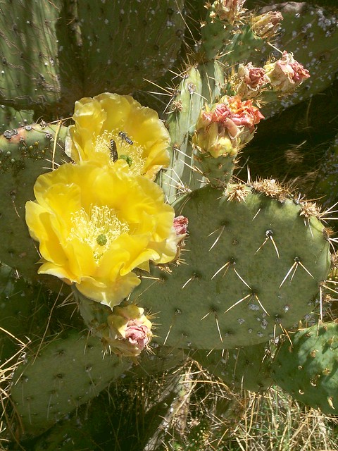 What's Up in My Neighborhood:  Cactus Blooms