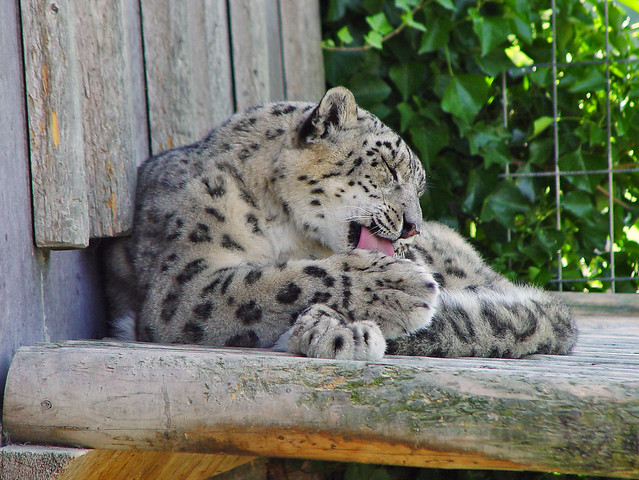 Eichberg Snow Leopard