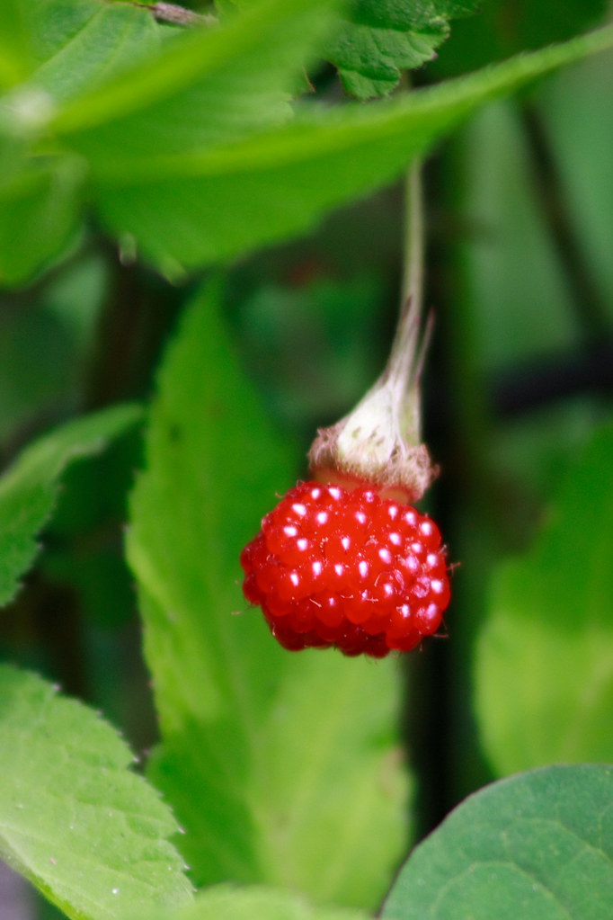 wild berry