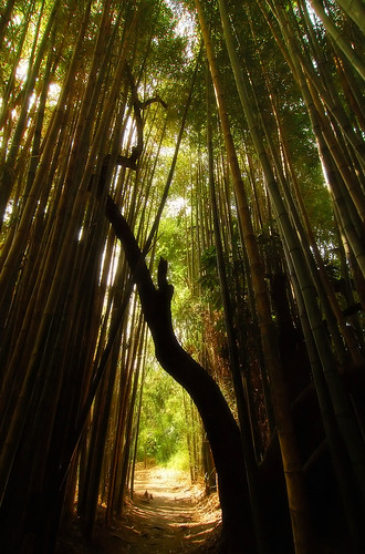 tree forest wideangle bamboo tokina soe 1224mm arcadia aboretum nature2 hermanauphotography