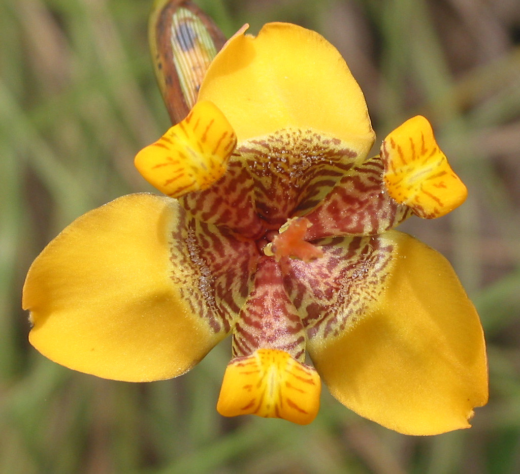 Orquidea amarela | Uma pequena orquídea amarela do cerrado c… | Flickr