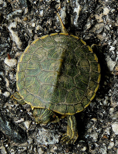 Baby turtle... | by RichDietN