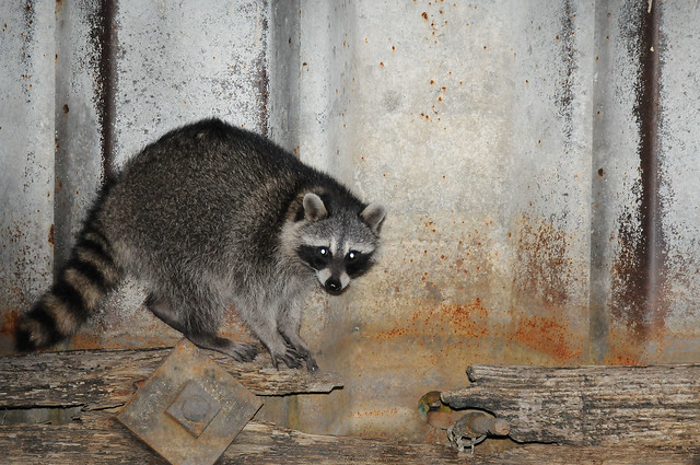 2011 Raccoon 4