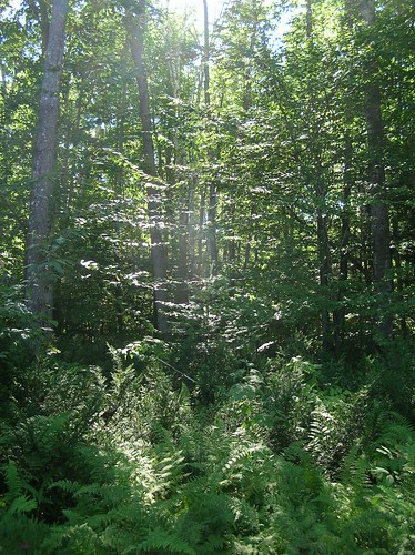 trees light sun geotagged woods shadows bright walk maine through bog filtered birchisland geo:lon=69398296 geo:lat=44921148